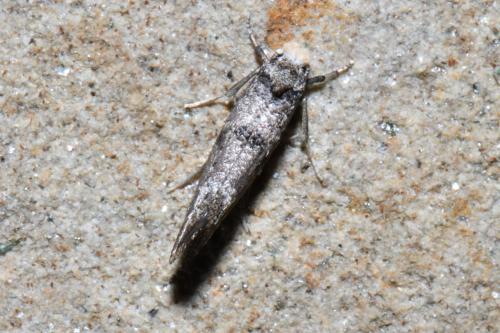 Paraswammerdamia nebulella